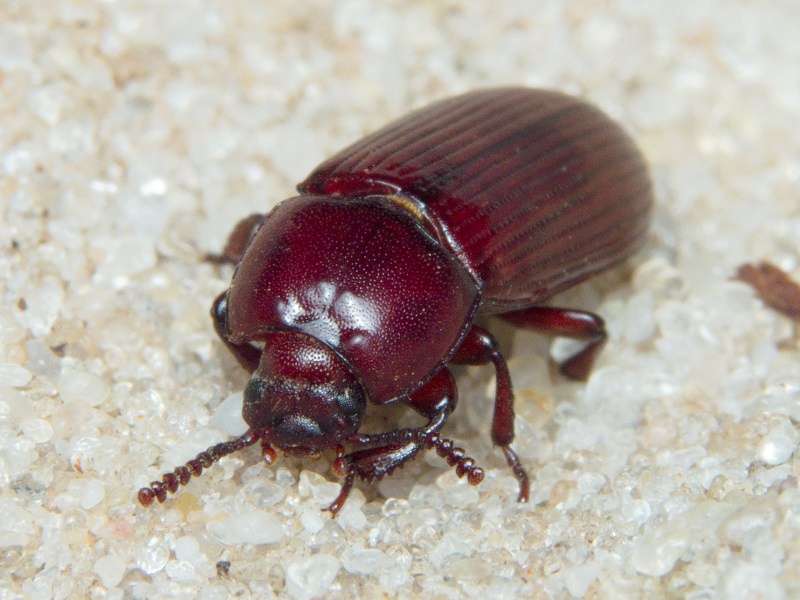 Uloma culinaris (Linnaeus, 1758)